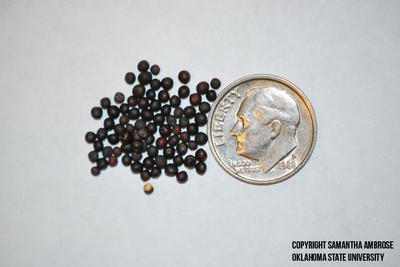 canolaseed
