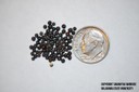 canolaseed
