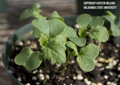 canola1.jpg