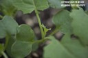 canola3.jpg