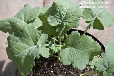 canola4.jpg