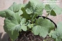 canola4.jpg
