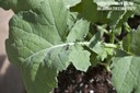 canola5.jpg