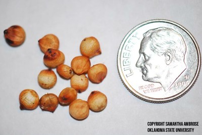 grainsorghumseed