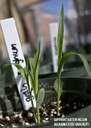 grainsorghum1.jpg