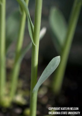 grainsorghum2.jpg