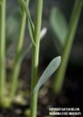 grainsorghum2.jpg