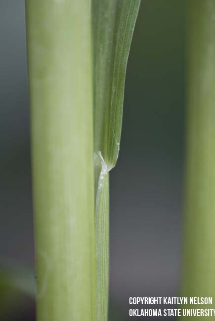 grainsorghum3.jpg