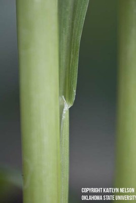 grainsorghum3.jpg