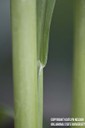 grainsorghum3.jpg