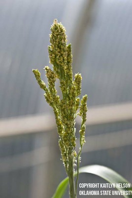 grainsorghum4.jpg