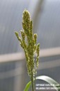 grainsorghum4.jpg