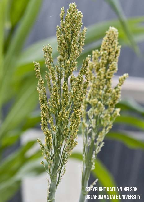 grainsorghum5.jpg