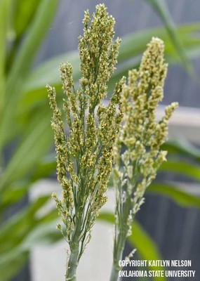 grainsorghum5.jpg