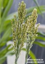 grainsorghum5.jpg
