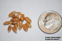wheatseed