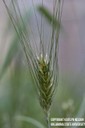 wheat6.jpg