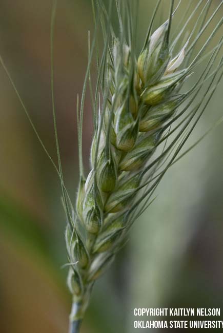 wheat7.jpg