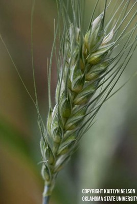 wheat7.jpg