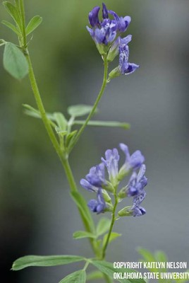 alfalfa7.jpg