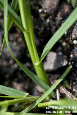 annualryegrass4.jpg