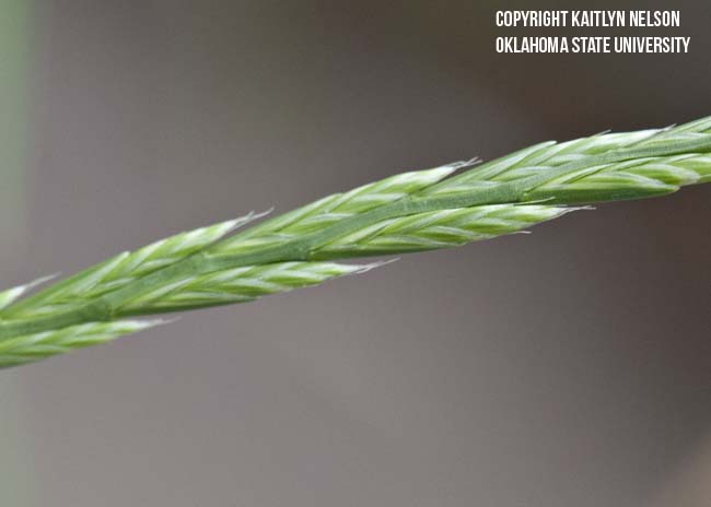 annualryegrass5.jpg