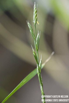 annualryegrass6.jpg