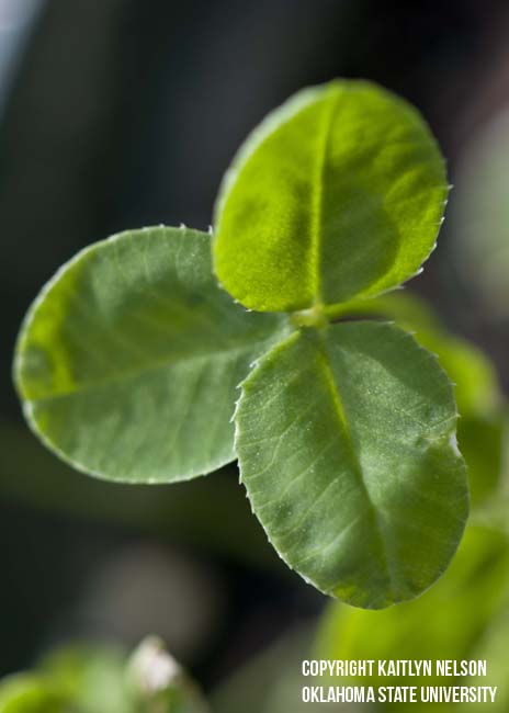 arrowleafclover3.jpg