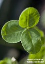 arrowleafclover3.jpg