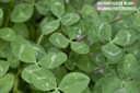 arrowleafclover6.jpg