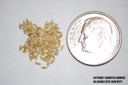 bermudagrass seed