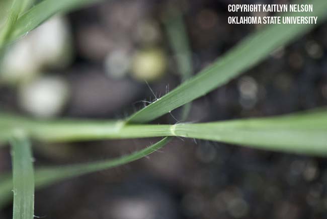 buffalograss2.jpg