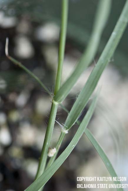 buffalograss3.jpg