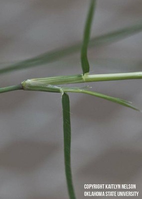 buffalograss4.jpg