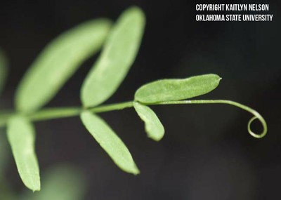 Hairyvetch Department Of Plant And Soil Sciences