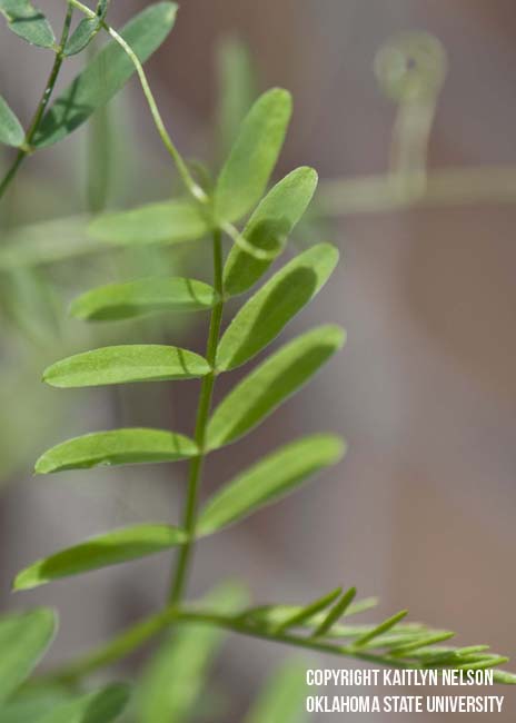 hairyvetch3.jpg