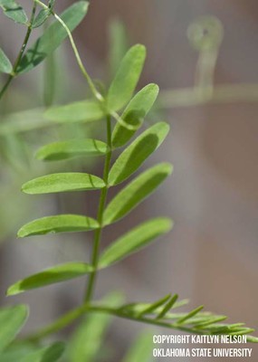 hairyvetch3.jpg