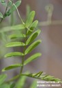 hairyvetch3.jpg