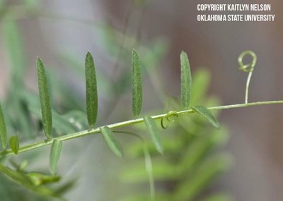 hairyvetch4.jpg