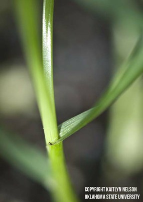 perennialryegrass1.jpg