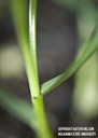 perennialryegrass1.jpg