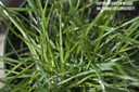 perennialryegrass2.jpg