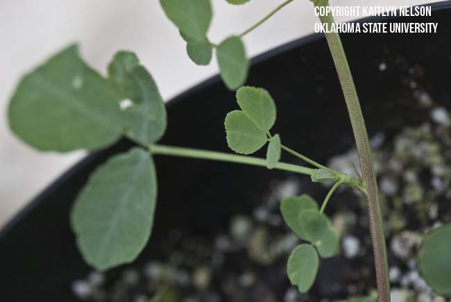 sweetclover3.jpg