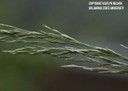 weepinglovegrass8.jpg