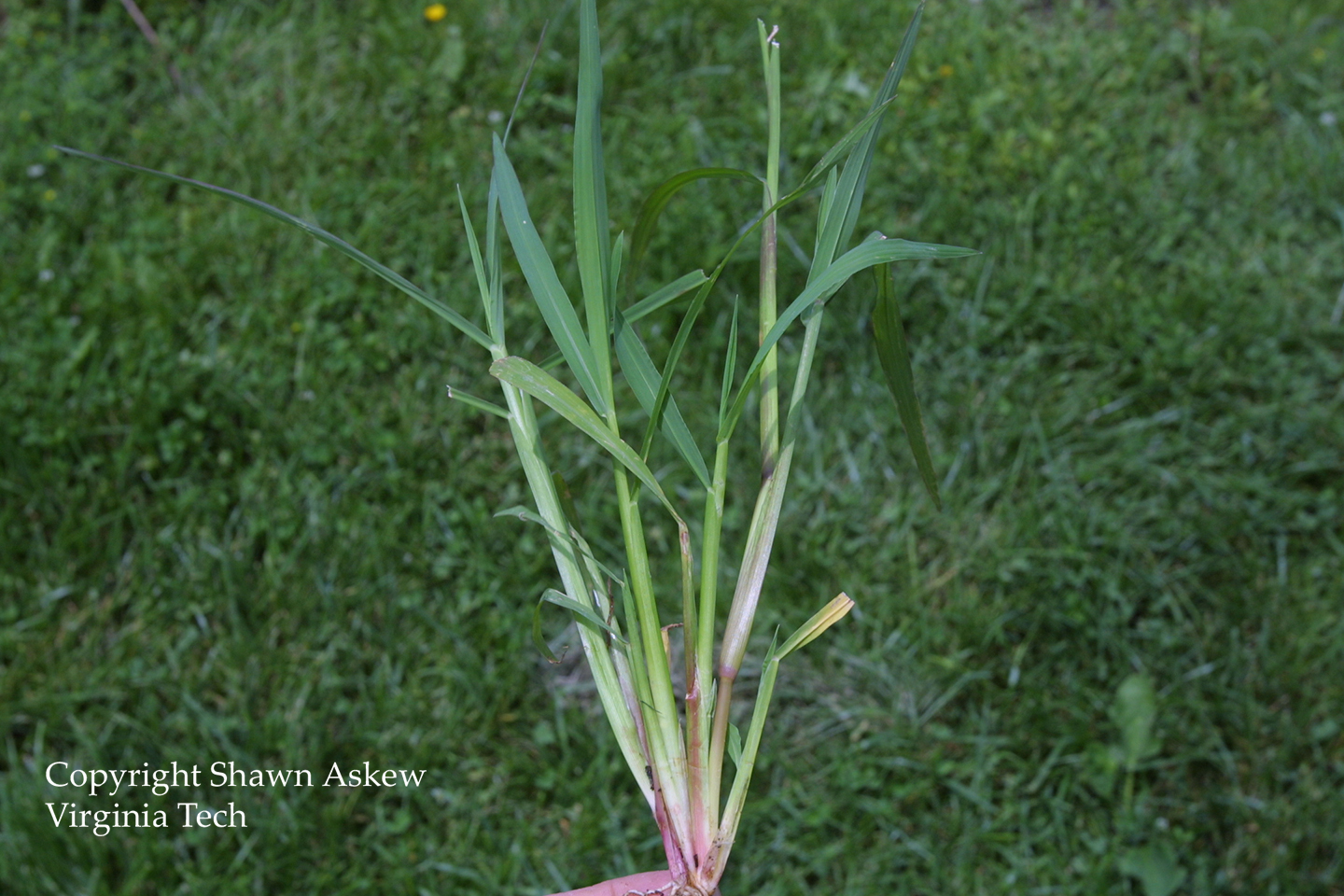 barnyardgrass7