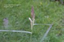 barnyardgrass5