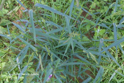 barnyardgrass2