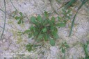 carpetweed7
