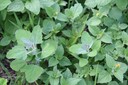 commonlambsquarters9