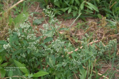 commonlambsquarters8